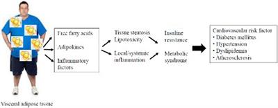 Visceral adipose tissue and residual cardiovascular risk Frontiers